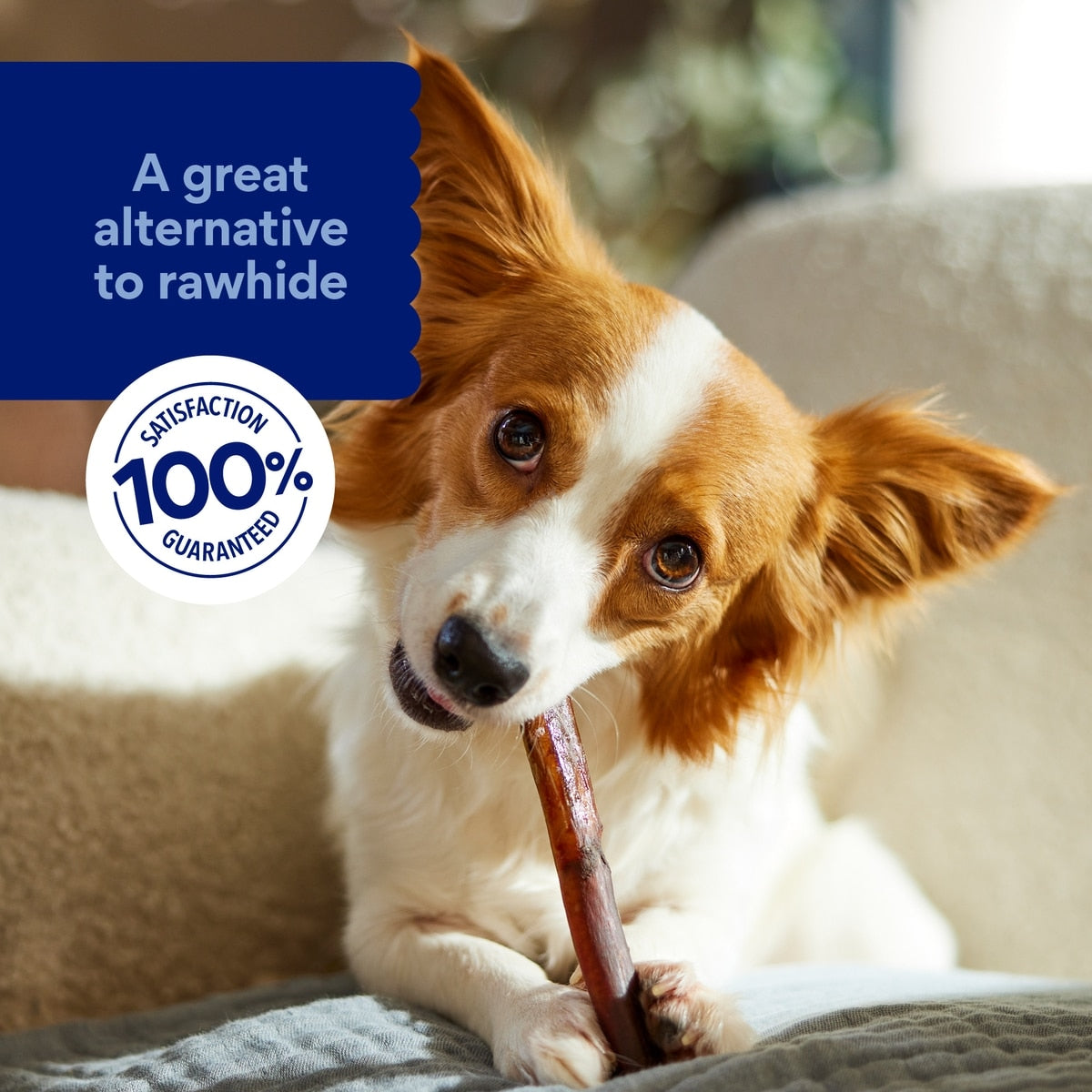 Premium 6-Inch Natural Beef Bully Sticks for Dogs