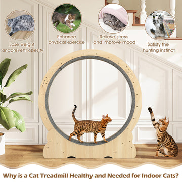 40-Inch Indoor Cat Exercise Wheel
